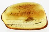 Detailed Fossil Spider Wasp (Pompilidae) In Baltic Amber #352723-1